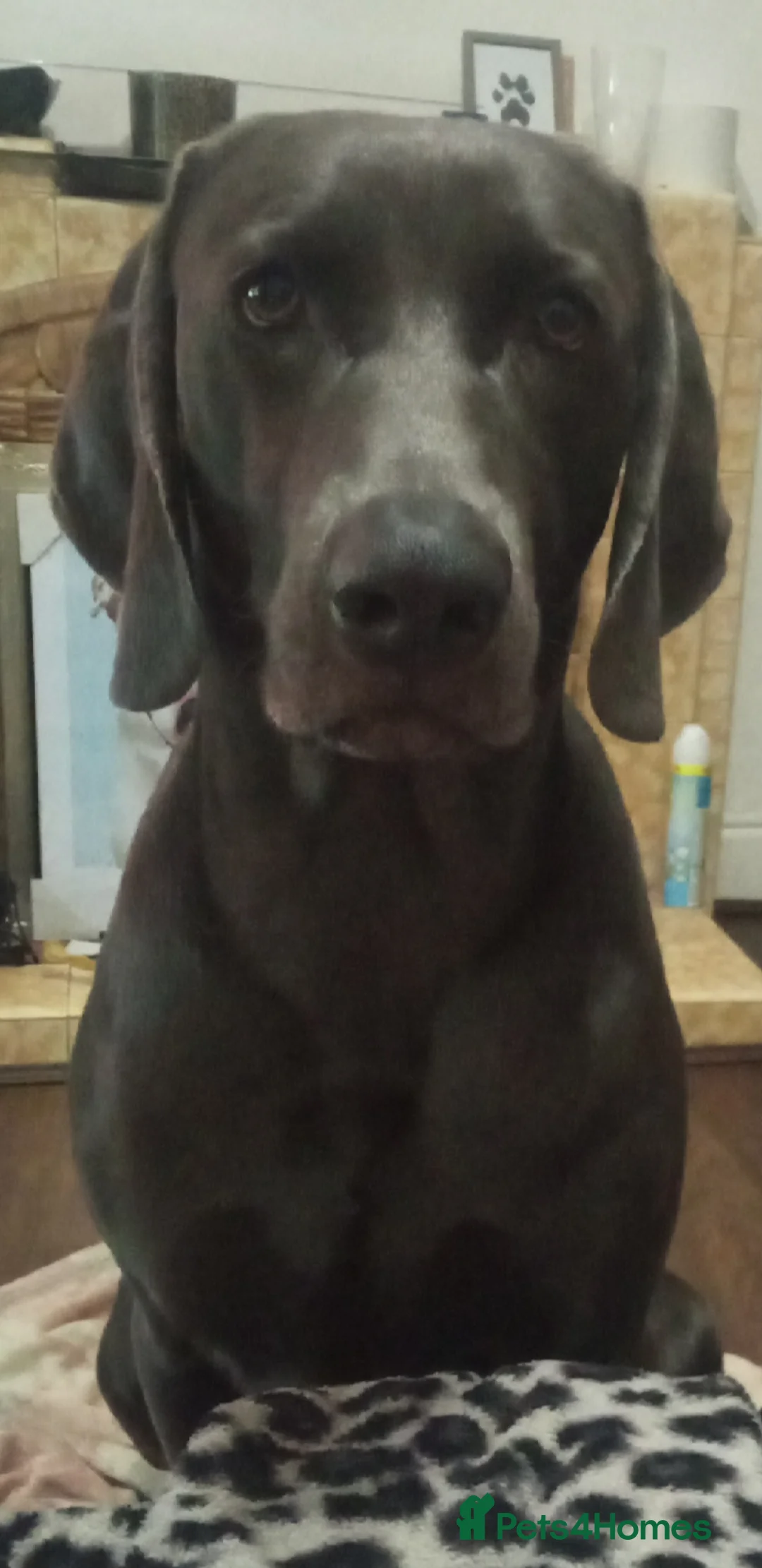 Weimaraner dogs for stud: Handsome Blue Weimaraner Available for Stud Proven in Leyland - Advert 6