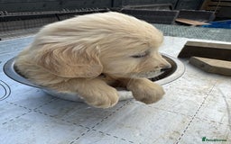 Golden Retriever dogs for sale: Golden Retriever Female puppies  - Image 31