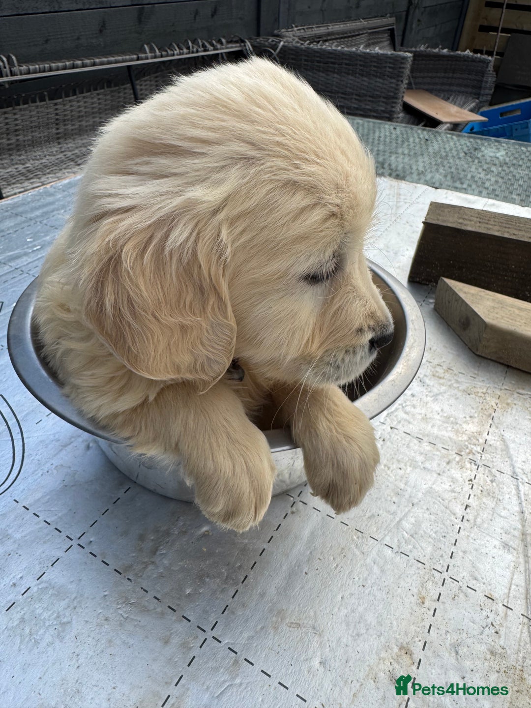 Golden Retriever dogs for sale: Golden Retriever Female puppies  - Image 31