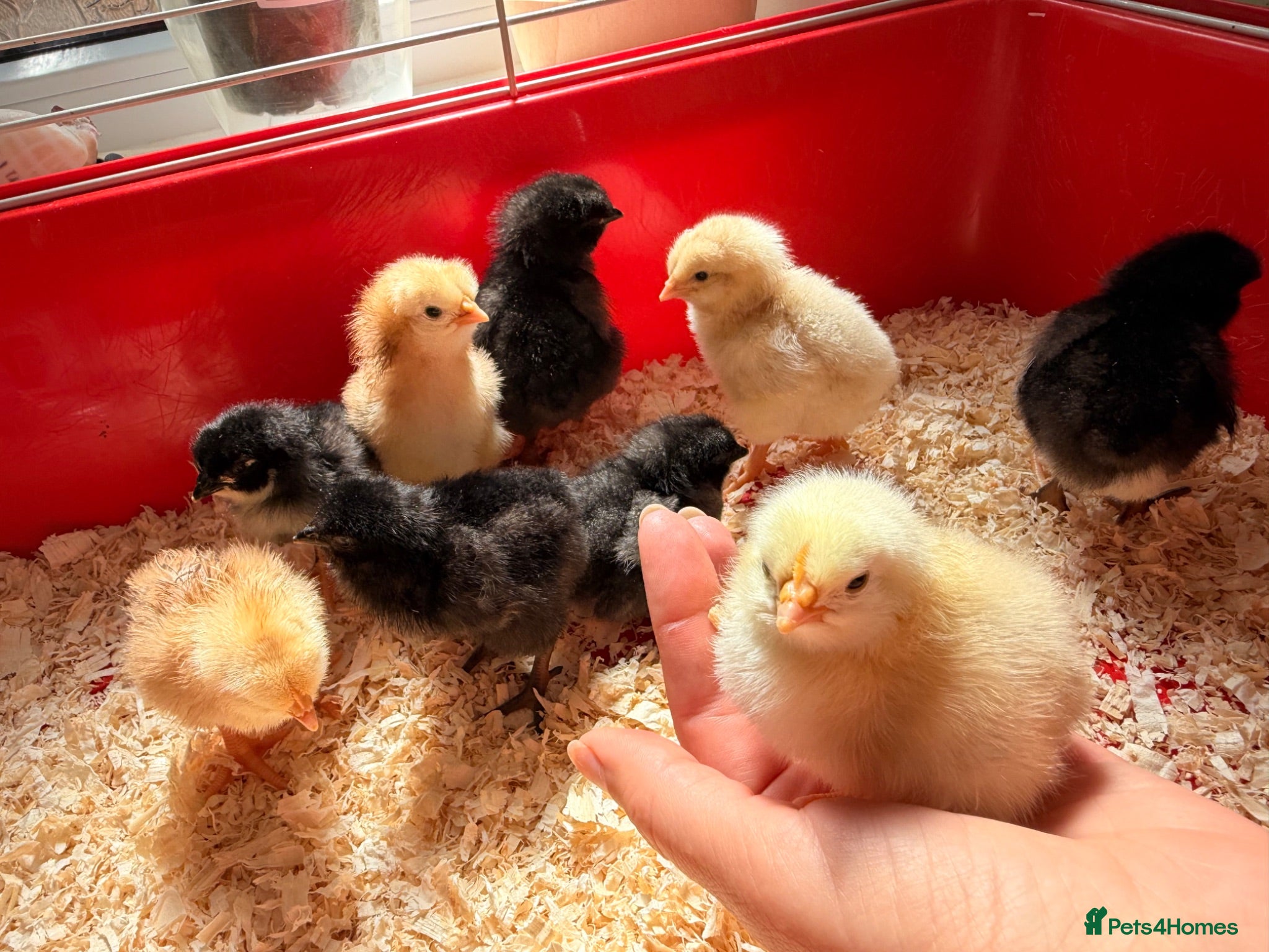 Chickens poultry Baby Chicks for sale!!  - Advert 12