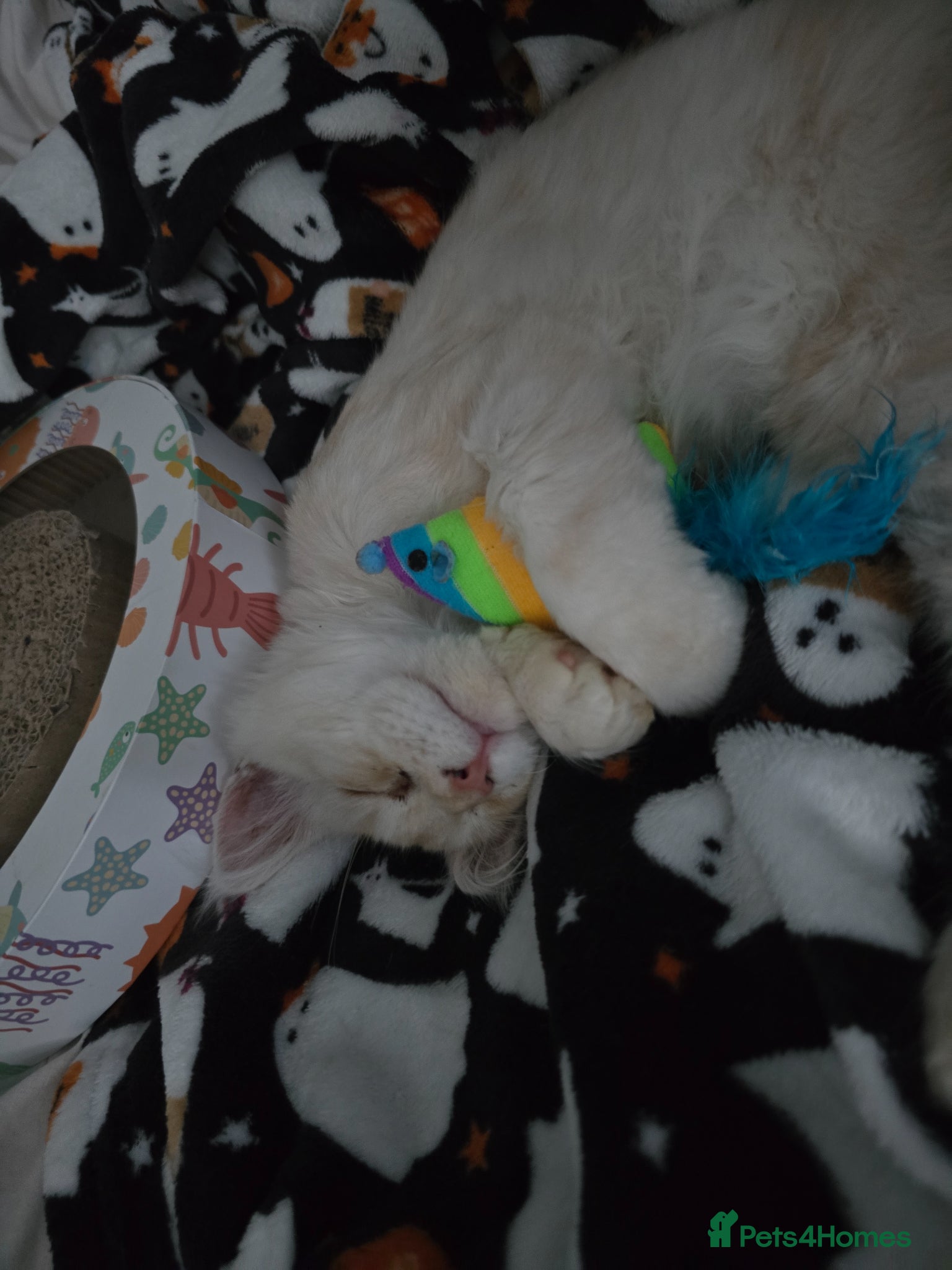 Maine Coon cats Peach Maine Coon for sale - Advert 14