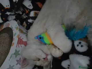 Maine Coon cats Peach Maine Coon for sale - Advert 14