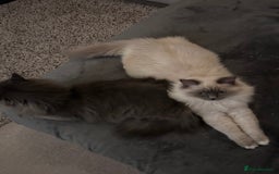 Ragdoll cats for sale: 3 Year Old Beautiful Female Ragdoll  - Image 14