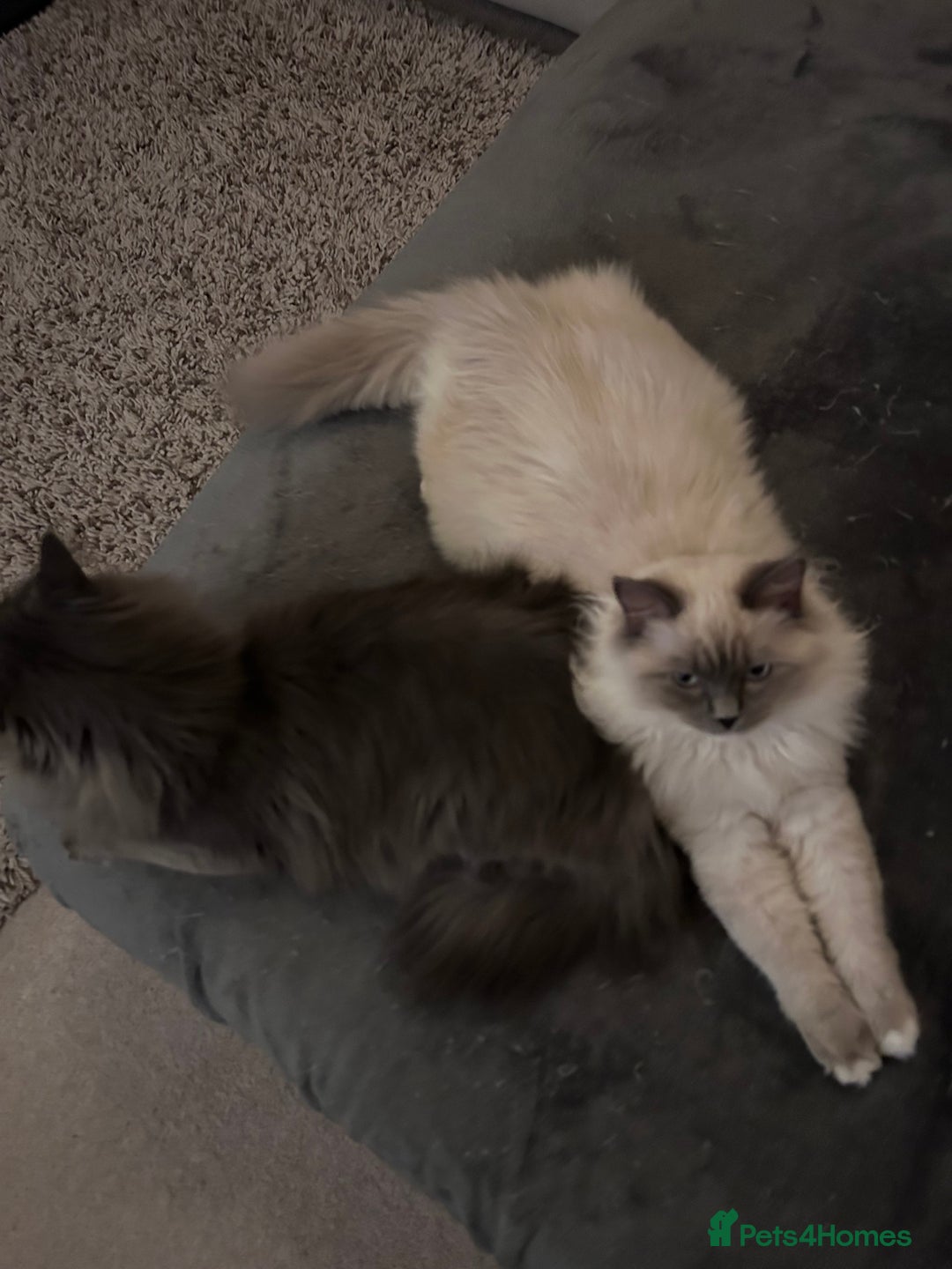 Ragdoll cats for sale: 3 Year Old Beautiful Female Ragdoll  - Image 14