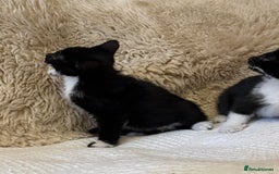 Mixed Breed cats for sale: Kittens  - Advert 13