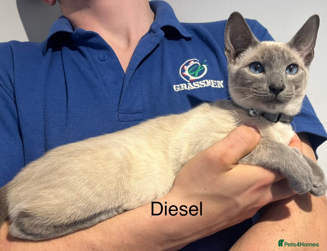 Siamese cats for sale: Blue point Siamese kittens - Advert 9