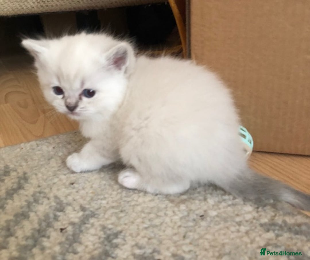 Siberian cats for sale: Adorable Siberian Neva Kittens - Image 5