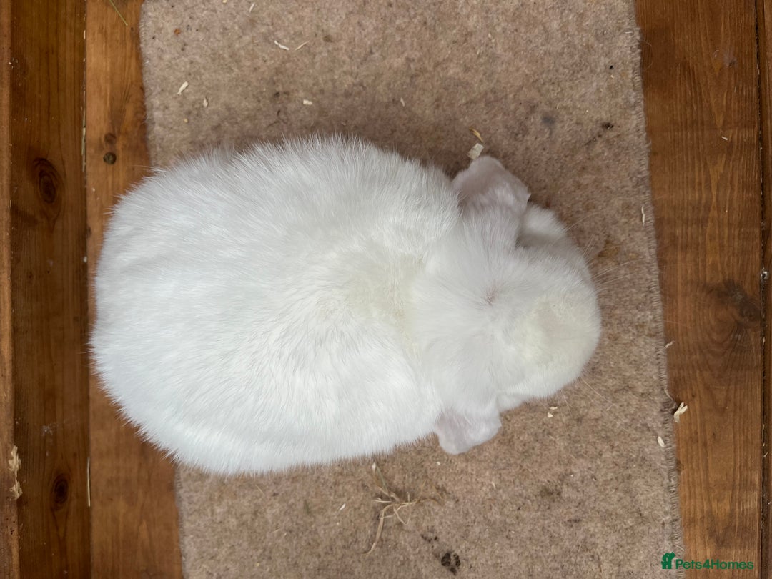 Mini Lop rabbits for sale:  2 females does - Image 6