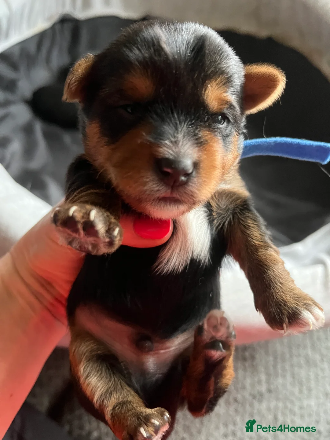Yorkshire Terrier dogs for sale: Beautiful Yorkshire Terrier puppies - Advert 14