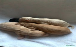 Cockapoo dogs for sale: Miniature cocker poos  - Image 1