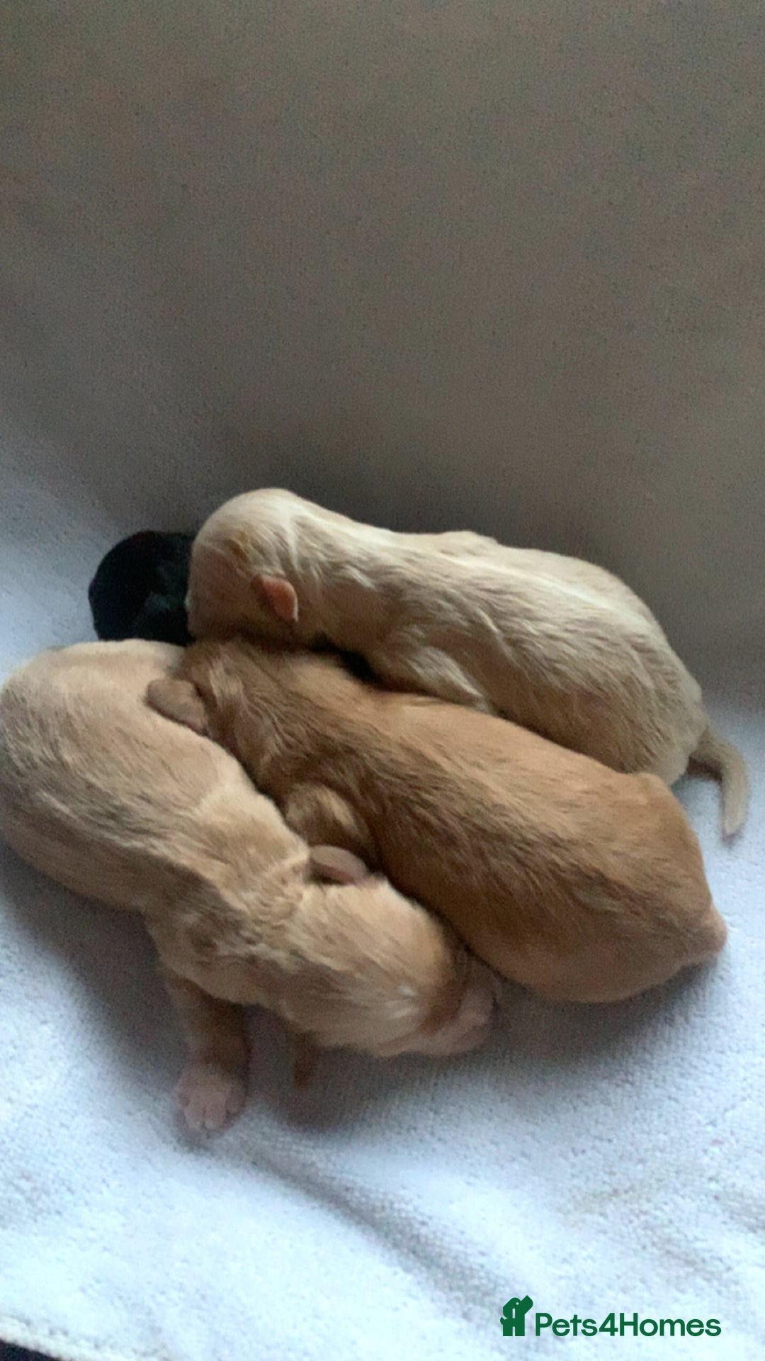 Cockapoo dogs for sale: Miniature cocker poos  - Image 1
