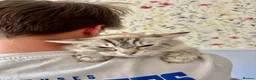 Ragdoll cats for sale: Marvellous mink babies  - Advert 8