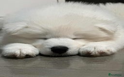 Samoyed dogs for sale: Beautiful Samoyed puppies  - Image 2