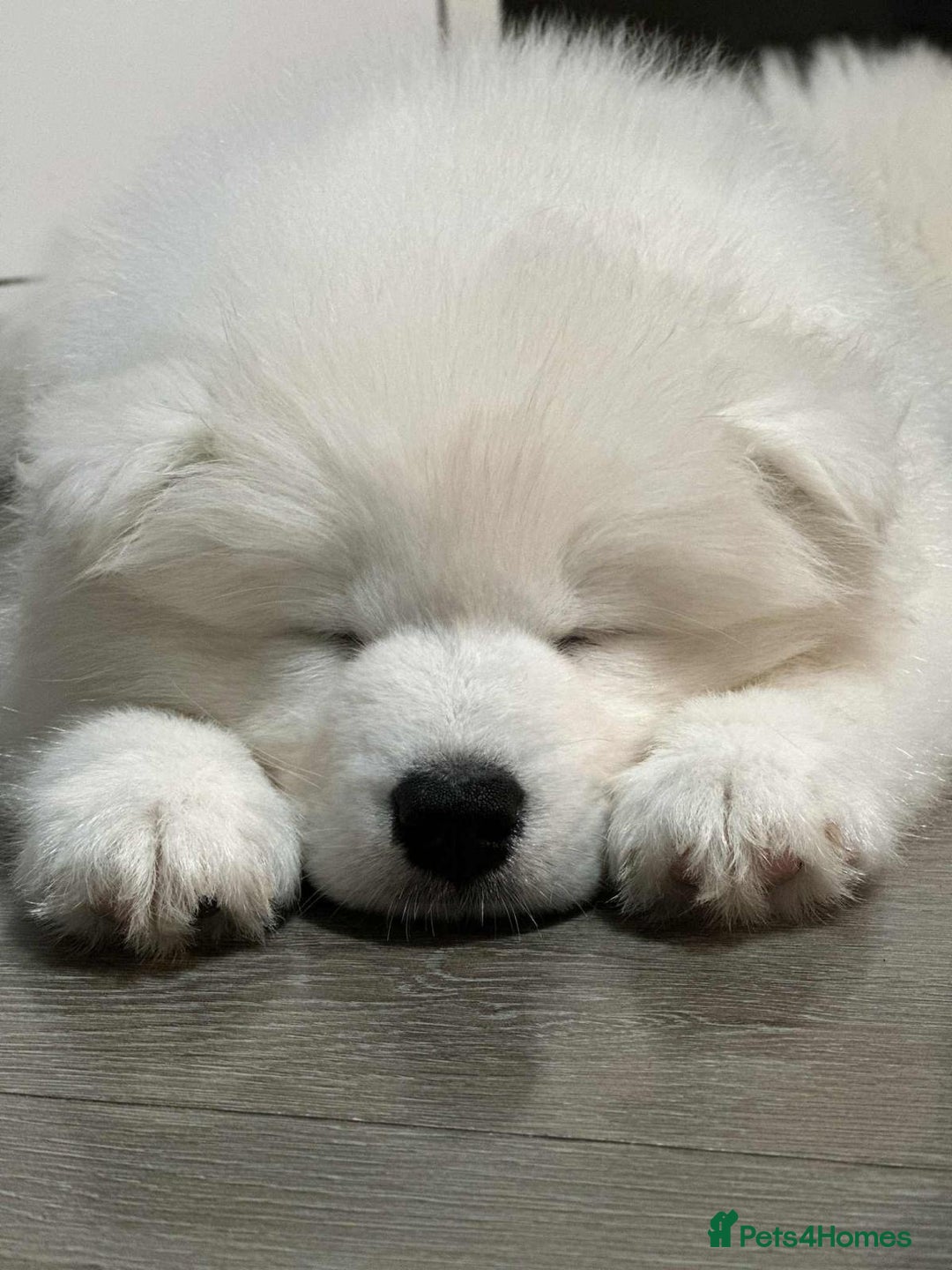 Samoyed dogs for sale: Beautiful Samoyed puppies  - Image 2