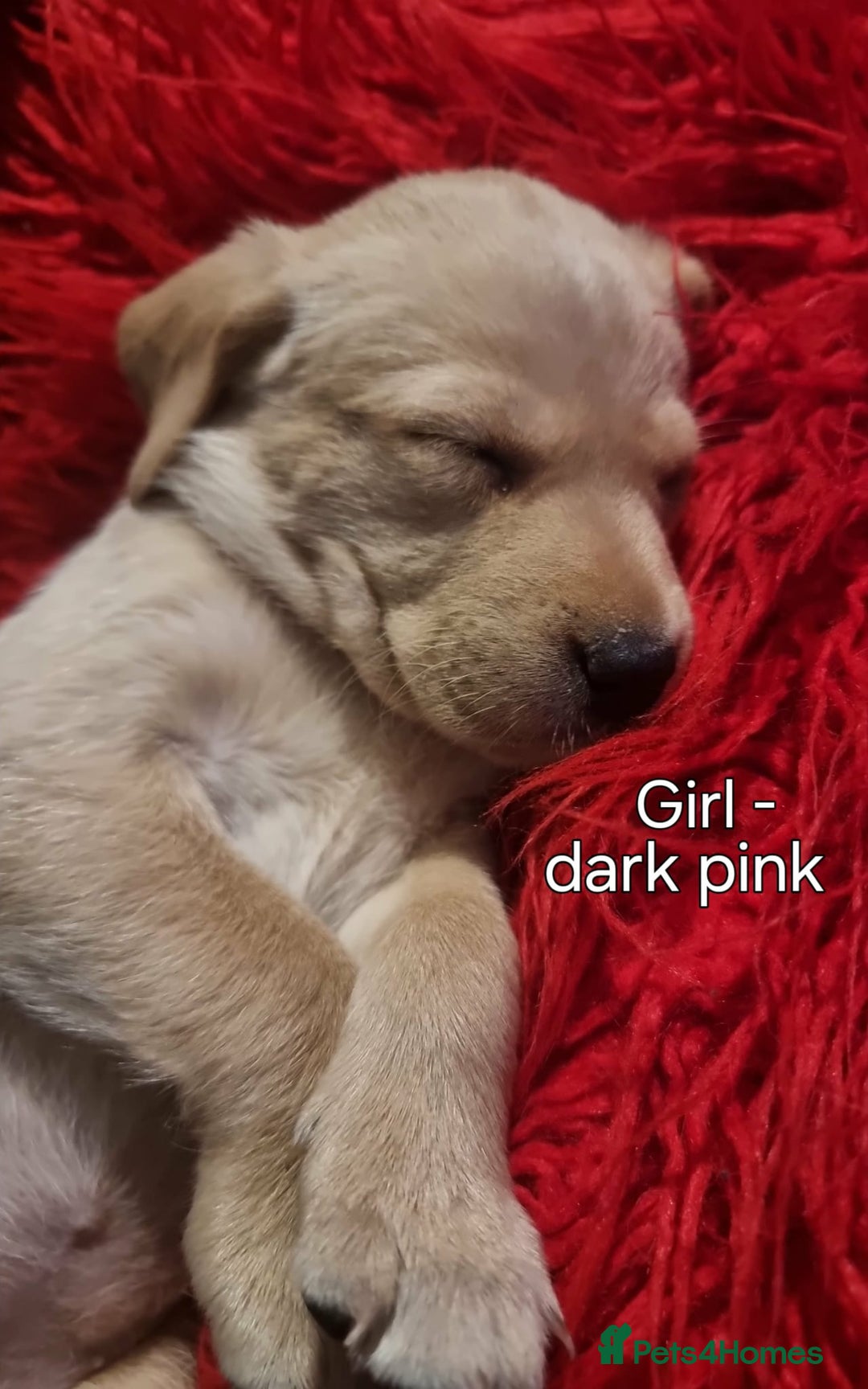 Labrador Retriever dogs for sale: PEDIGREE & KC REG LABRADOR RETRIEVER  - Advert 6