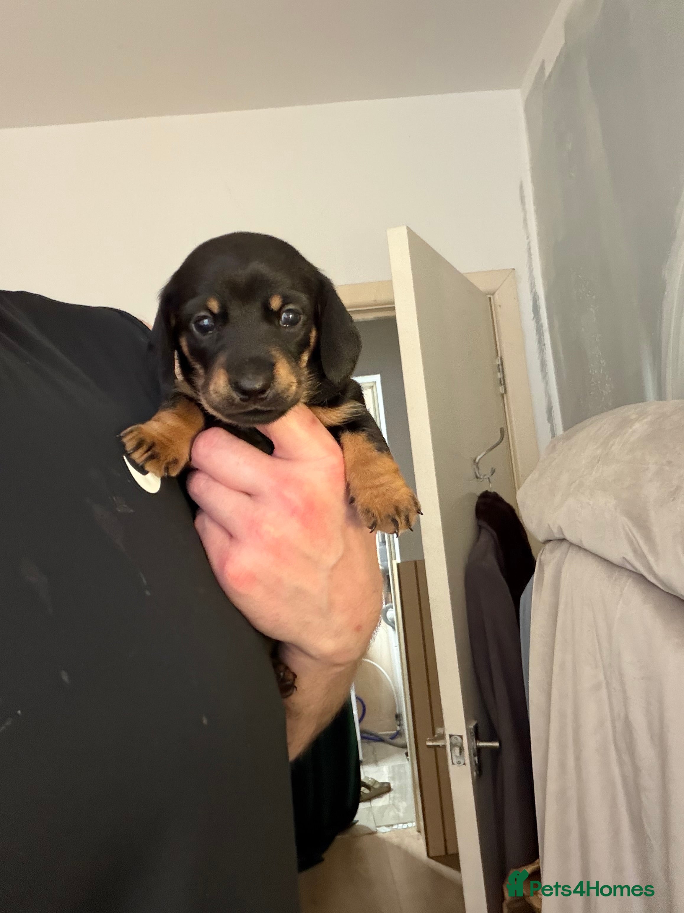 Dachshund dogs Dachshund Puppies – Exceptional Homes Only in Wallasey - Advert 6