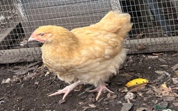 Chickens poultry for sale: 2 x Buff Orpington Cockerels - Image 1