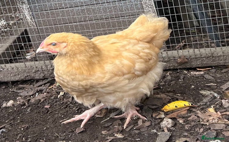 Chickens poultry - Advert 4