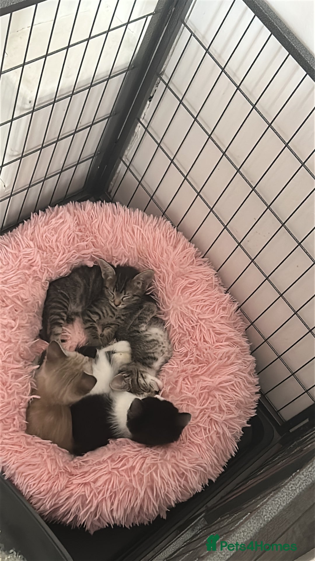 Ragamese cats for sale: Beautiful ragamese/bengal  - Image 13