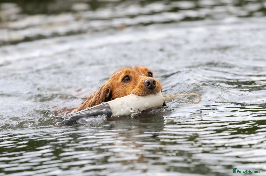 Cocker Spaniel dogs for stud: Kc reg red working cocker for stud - Advert 2