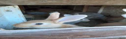 Mixed Breed rabbits for sale: Mixed rabbits - Advert 2