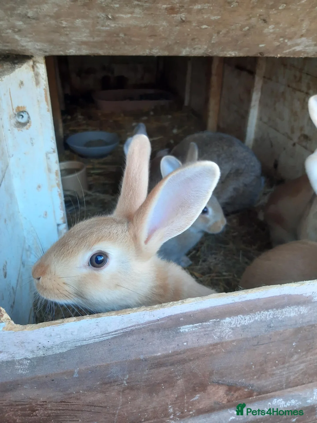 Mixed Breed rabbits for sale: Mixed rabbits - Advert 2