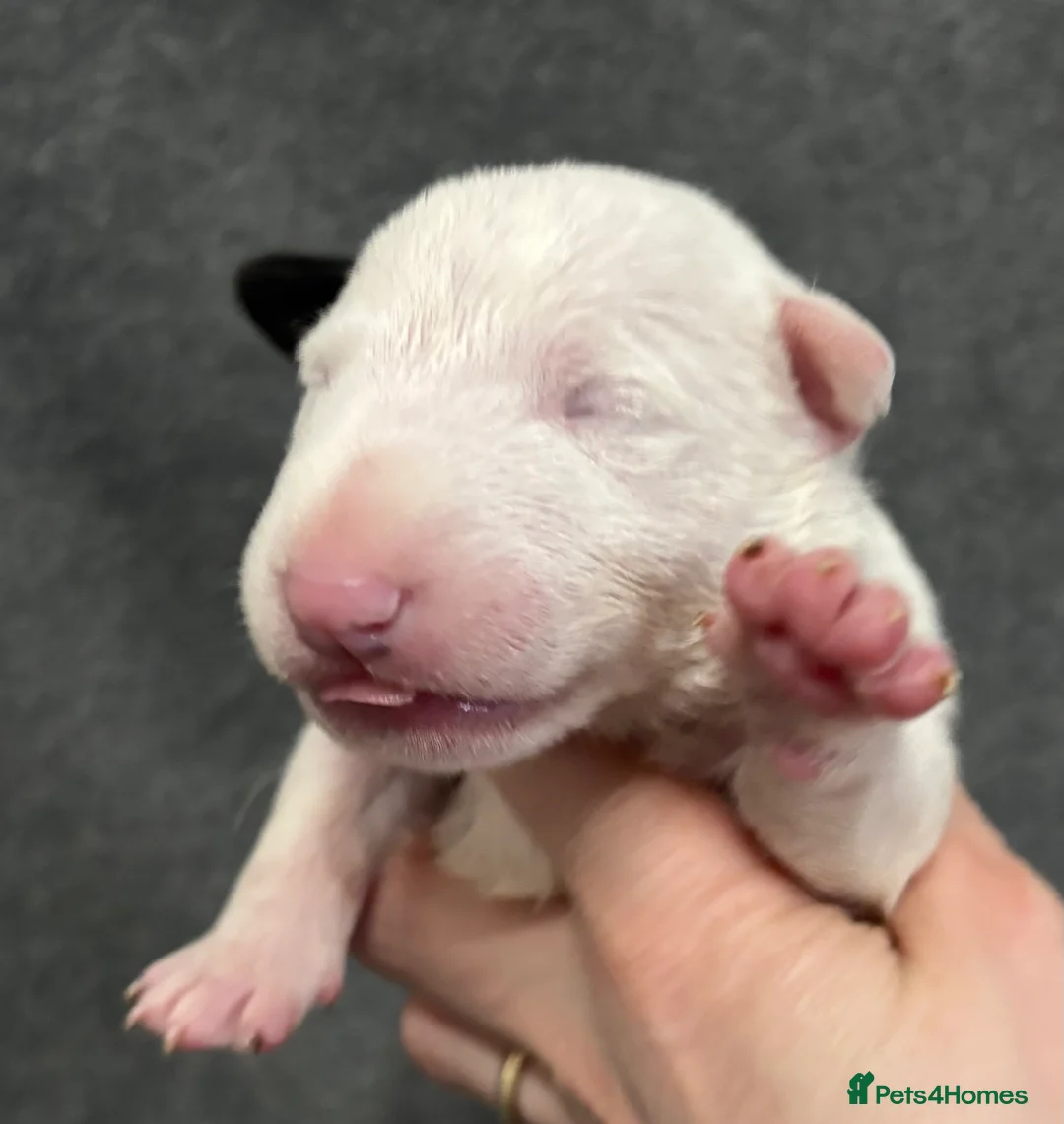 English Bull Terrier dogs for sale: Outstanding litter of bullterriers  - Advert 4