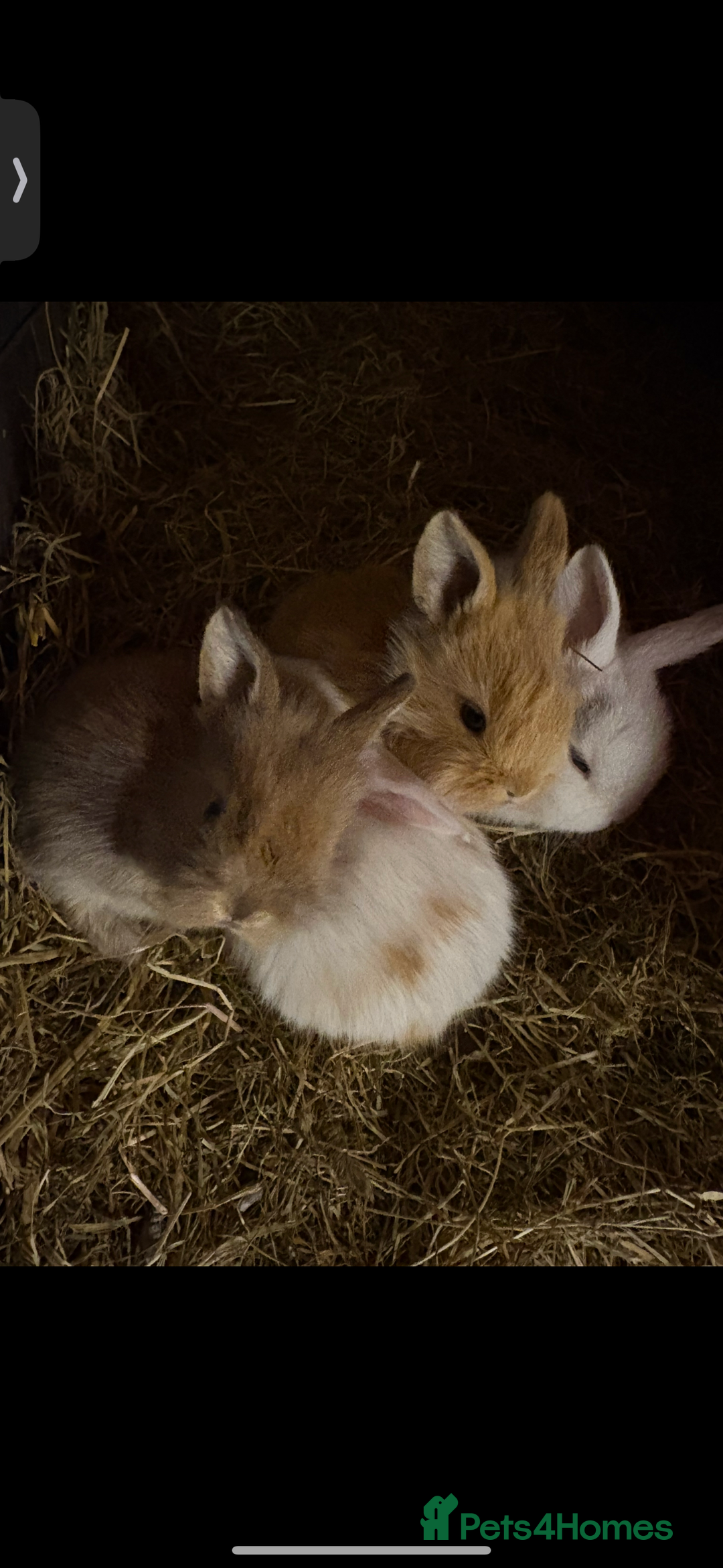 Mini Lop rabbits for sale: Mini Lop/Lion Lop babies - Image 5