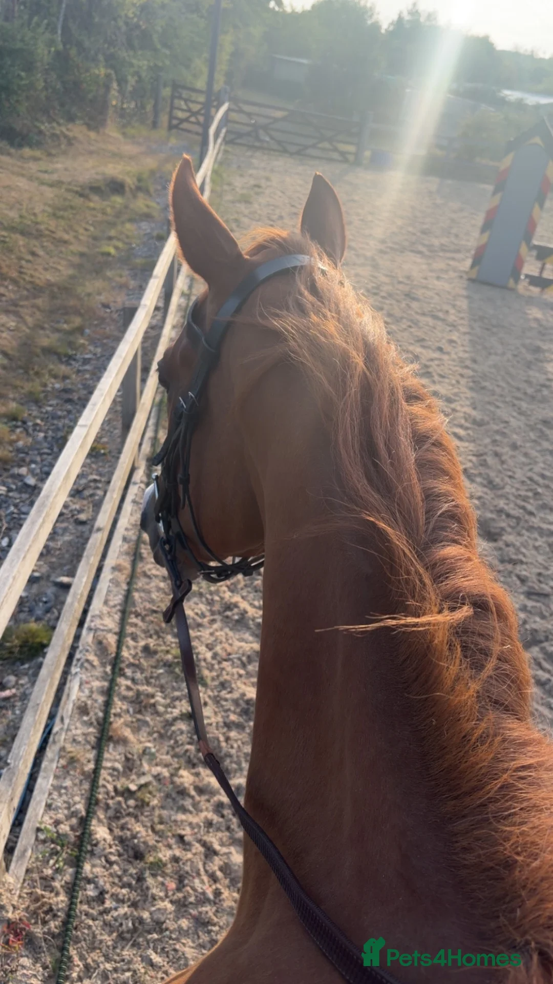 English Thoroughbred horses for sale: Tango mango 🥭  - Advert 2