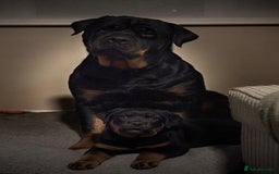 Rottweiler dogs for sale: Pure breed  KING ROTTWEILER (1 female) - Image 1