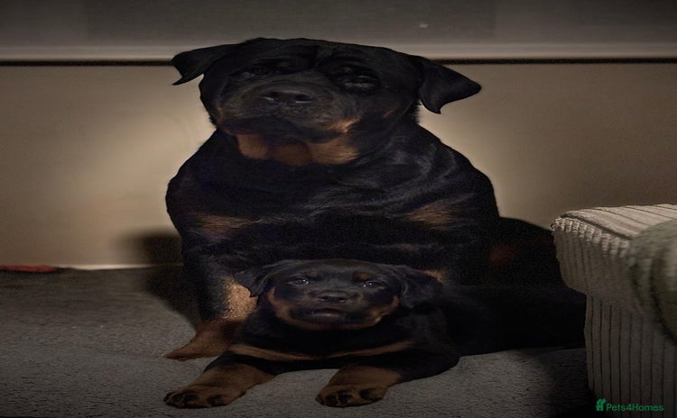 Rottweiler dogs - Advert 4