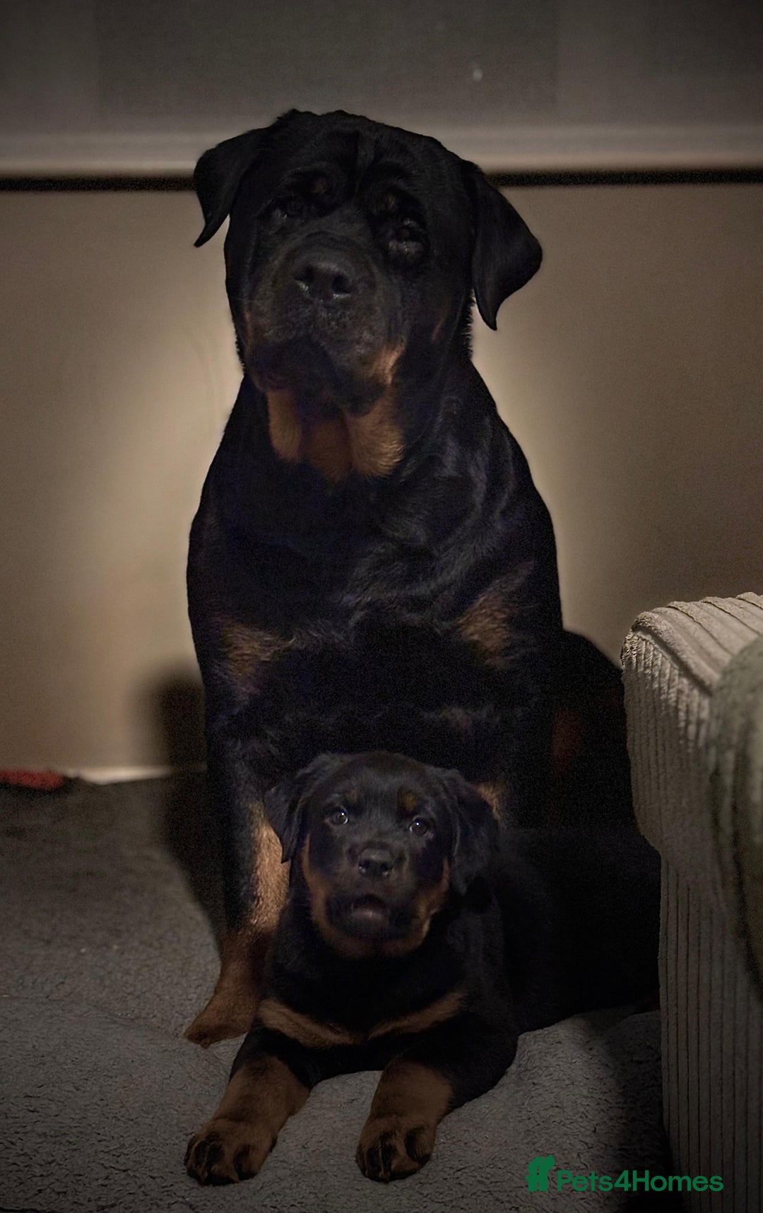 Rottweiler dogs for sale: Pure breed  KING ROTTWEILER (1 female) - Image 1
