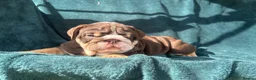 English Bulldog dogs for sale: 🌟 Quality English Bulldog Puppies ⭐️  - Advert 8