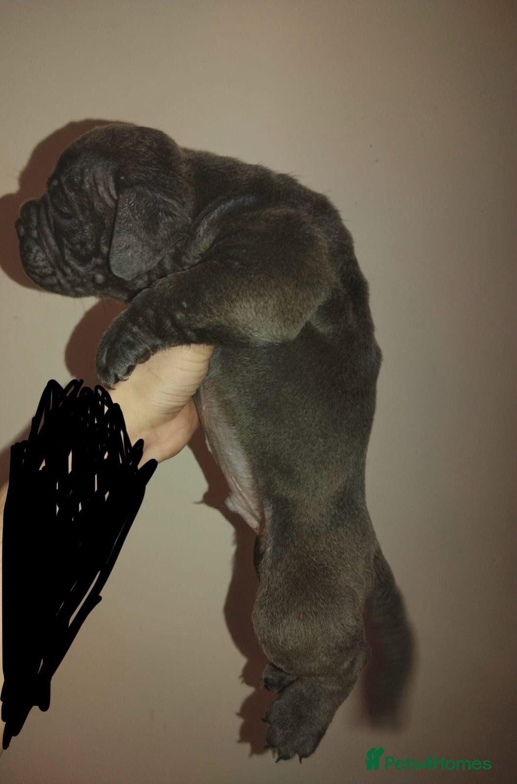 Olde English Bulldogge dogs    Old English bulldog   - Advert 5
