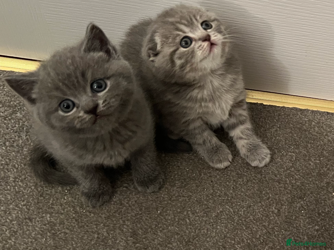 Scottish Fold cats for sale: Scottish fold and Scottish straight kitten - Advert 14