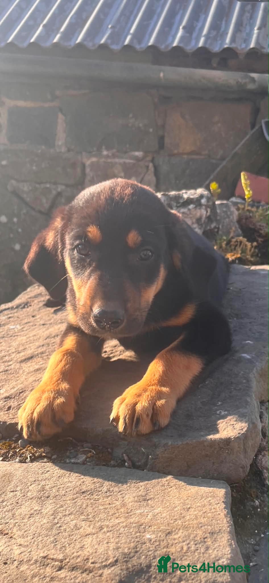 Huntaway dogs 1 girl and 4 boys available - Advert 2