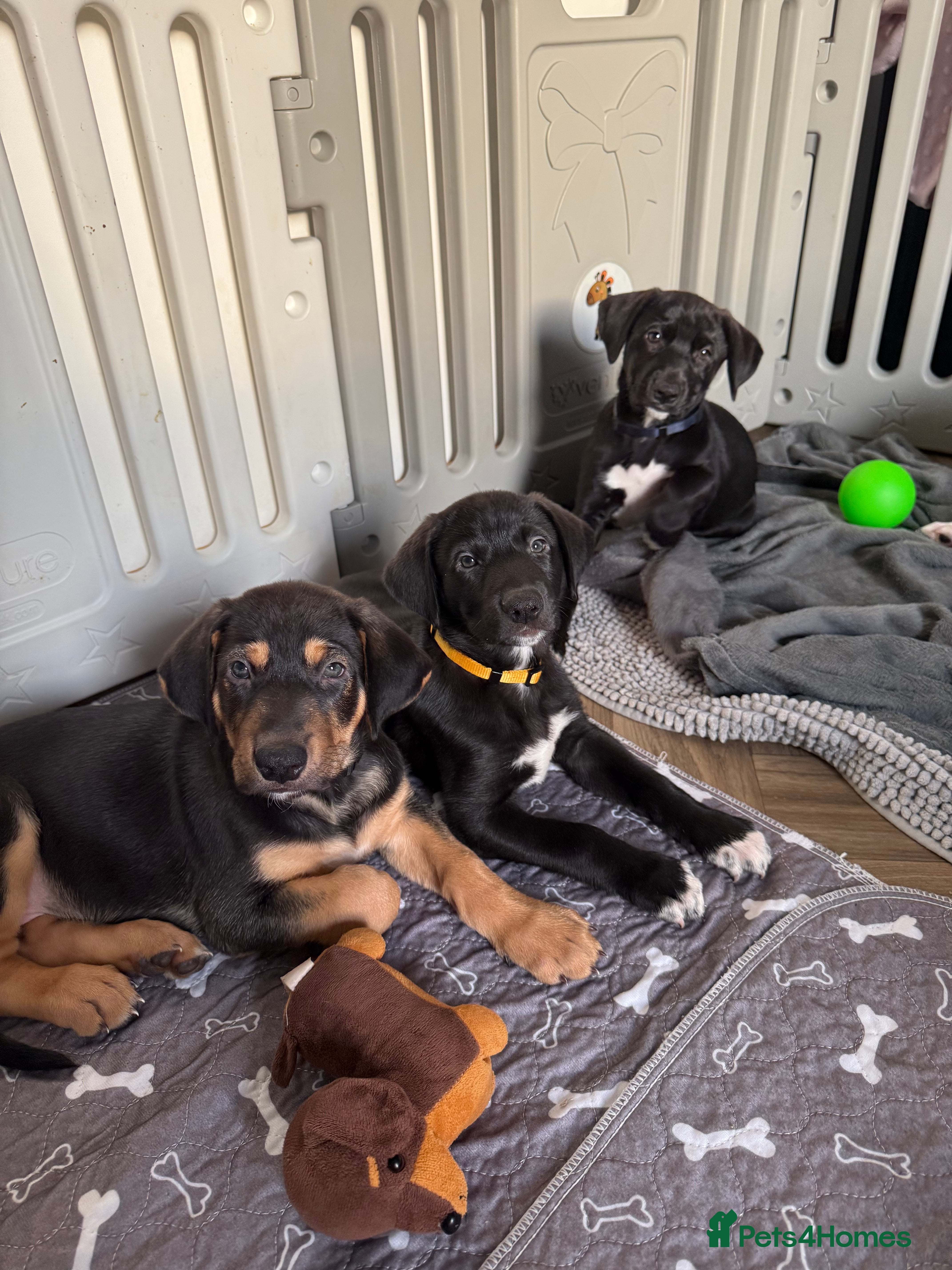 Mixed Breed dogs Weimaraner / German Shepherd puppies - Advert 9