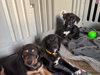 Mixed Breed dogs Weimaraner / German Shepherd puppies - Advert 9