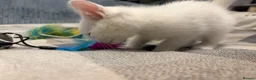 Mixed Breed cats for sale: Adorable White Ragdoll Cross Kittens For Sale - Advert 8