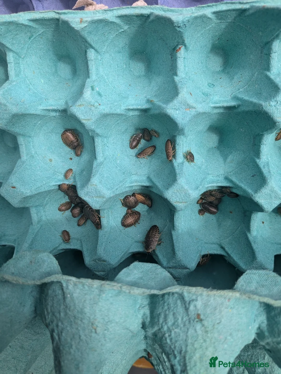 Cockroaches invertebrates for sale: Baby Dubia cockroaches  in Colchester - Advert 2