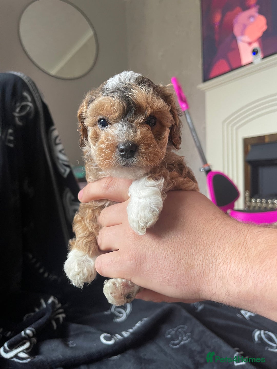Cockapoo dogs for sale: 4 beautiful F1B Cockapoo puppies  - Image 8