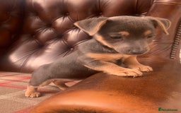 Jack Russell dogs for sale: Fantastic litter of miniature jr rare  colours  - Image 26
