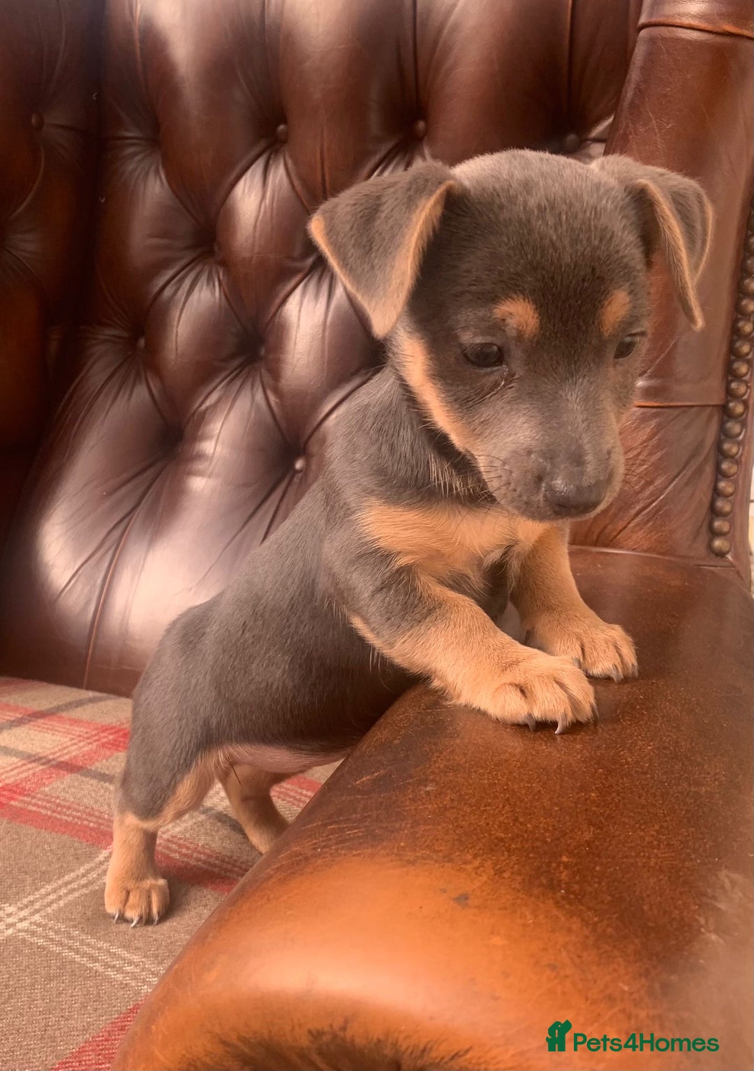 Jack Russell dogs for sale: Fantastic litter of miniature jr rare  colours  - Image 26