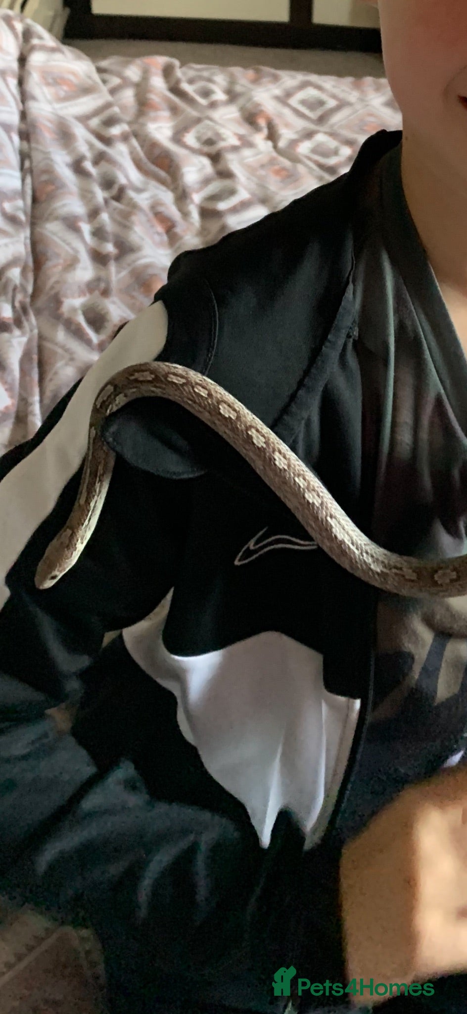 Corn Snake reptiles Motley ghost corn snake - Advert 2