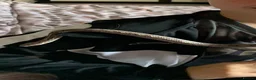 Corn Snake reptiles for sale: Motley ghost corn snake - Advert 2
