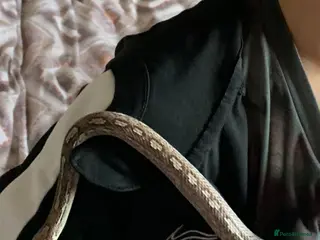 Corn Snake reptiles Motley ghost corn snake - Advert 2