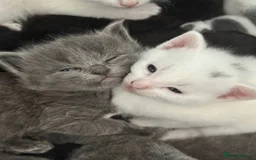 Mixed Breed cats for sale: Adorable Kittenss Ready For Reservation - Image 3