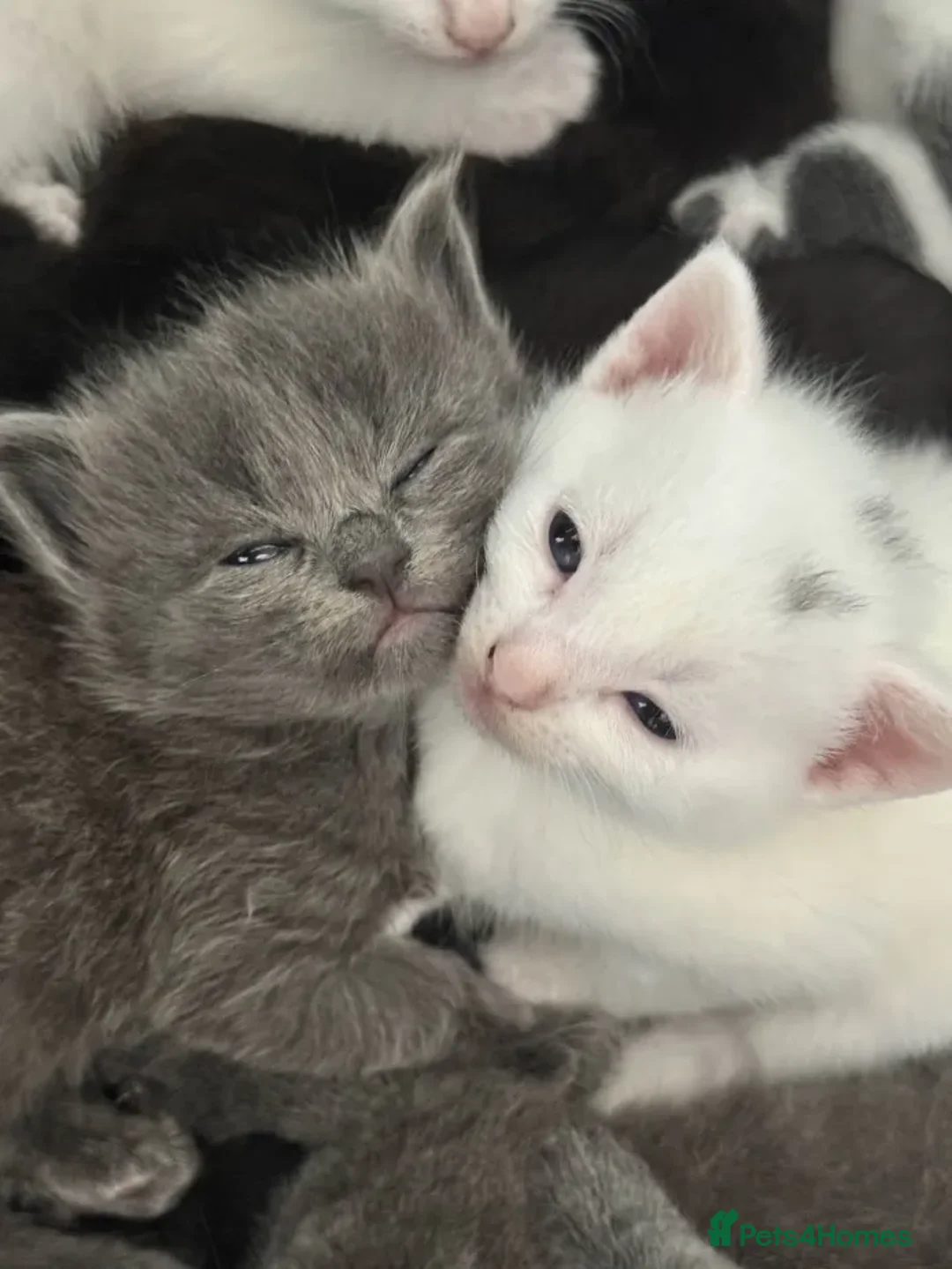 Mixed Breed cats for sale: Adorable Kittenss Ready For Reservation - Image 3