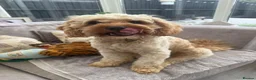 Cavapoo dogs for adoption: BEAR FOSTER TO ADOPT-Cornwall/Devon/SomersetBorder - Advert 24
