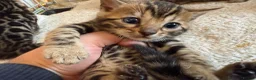 Bengal cats for sale: Outstanding Pedigree TICA Bengal Kittens - Advert 3